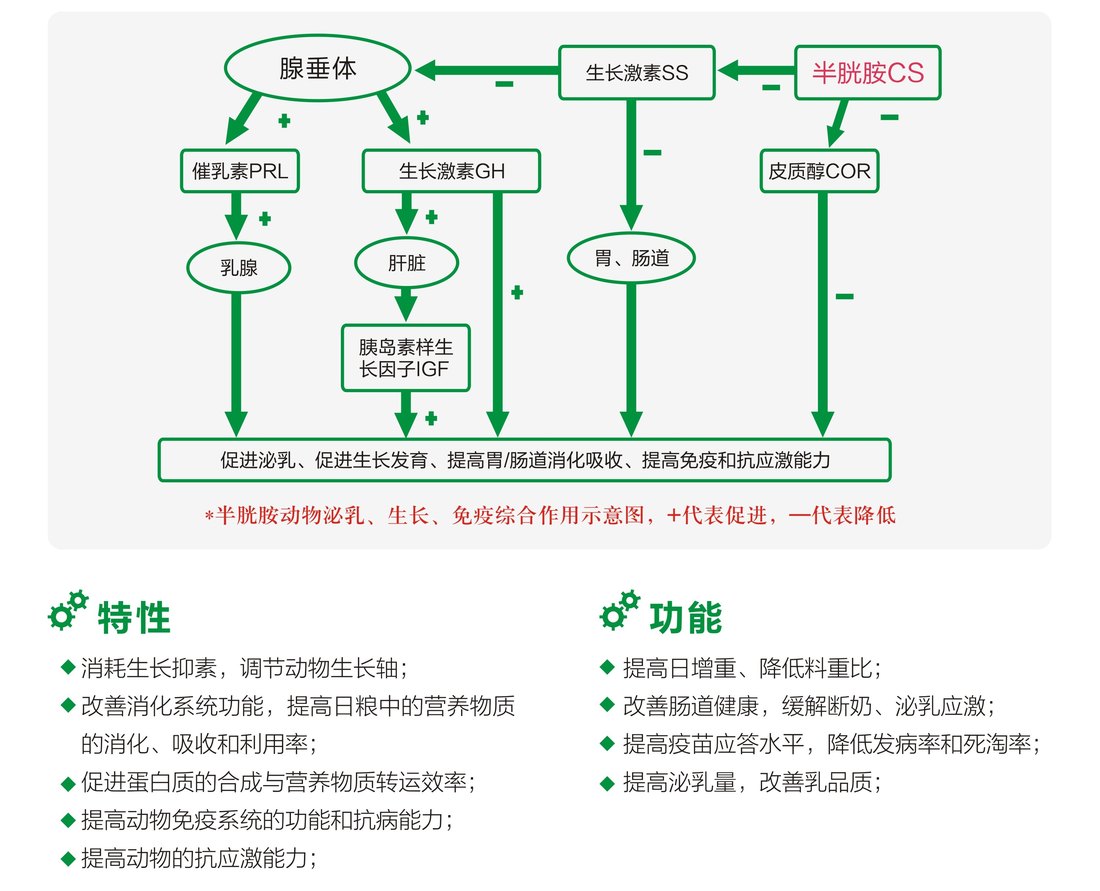 半胱胺调节生长轴、提高生长激素机理示意图